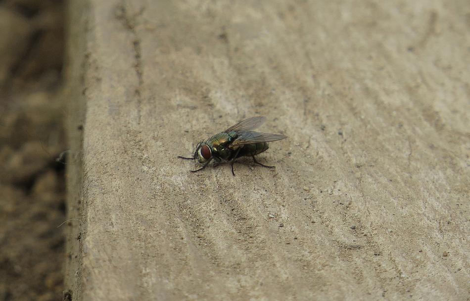 black fly on a log