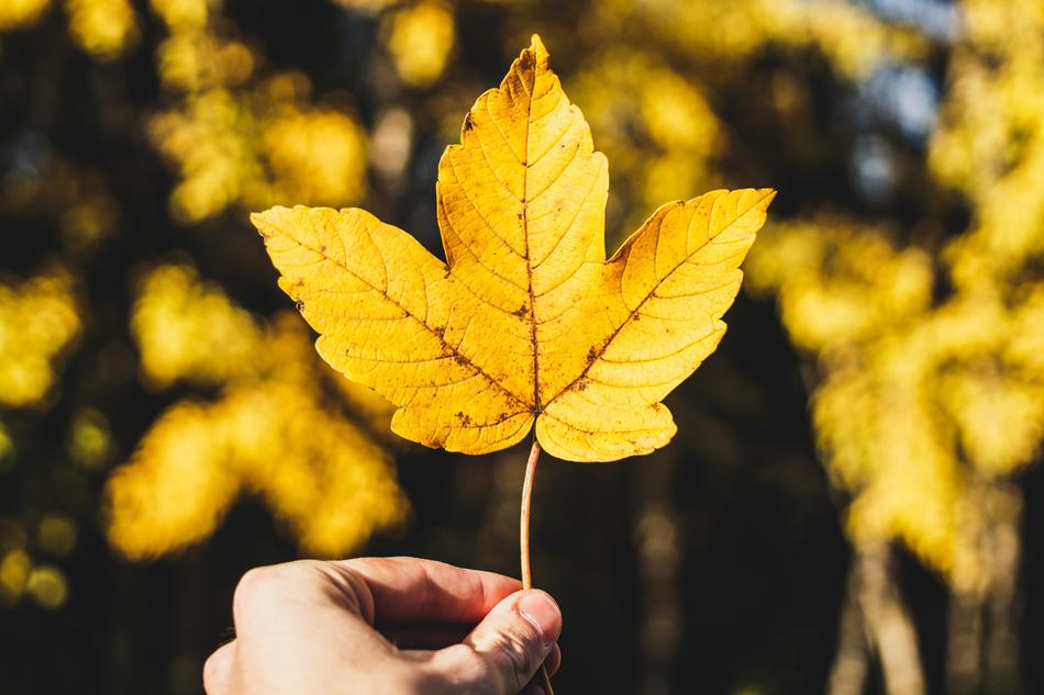 Autumn leaves on a branch in your hand
