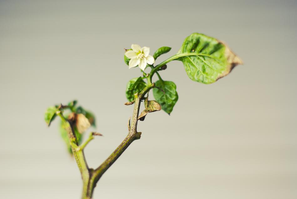 Green Plant Leaves
