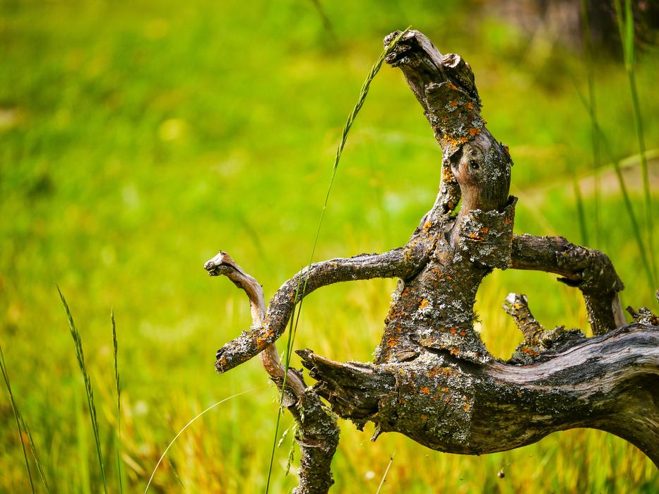 Branch Fabric on Meadow