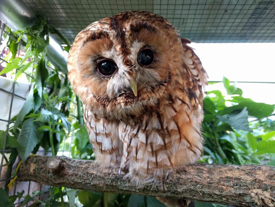 Bird Owls Beak