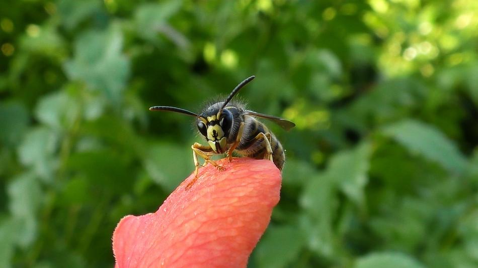Wasp Insect Close Up