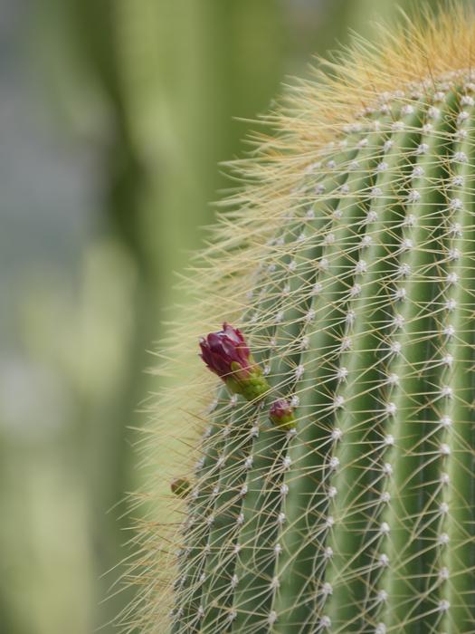 close up of a cactus