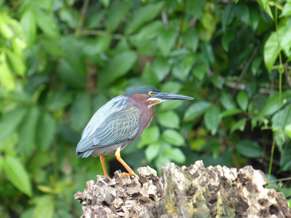 Even Virescens Green Heron Bird