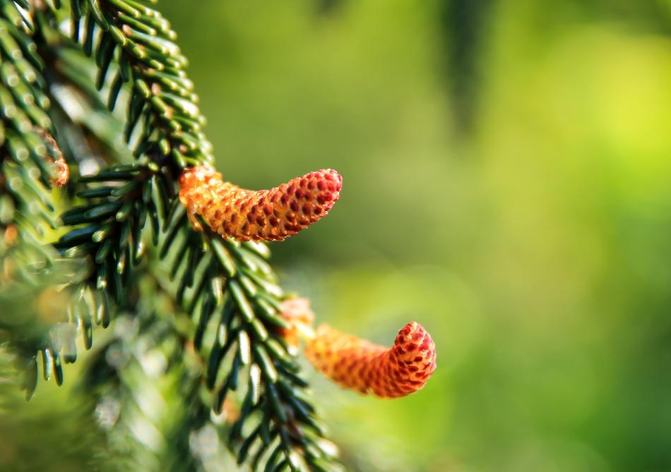 Pine Female Flowers