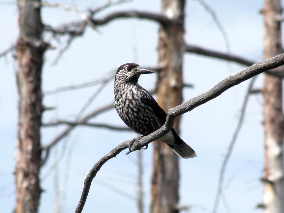Kedrovka Bird Forest
