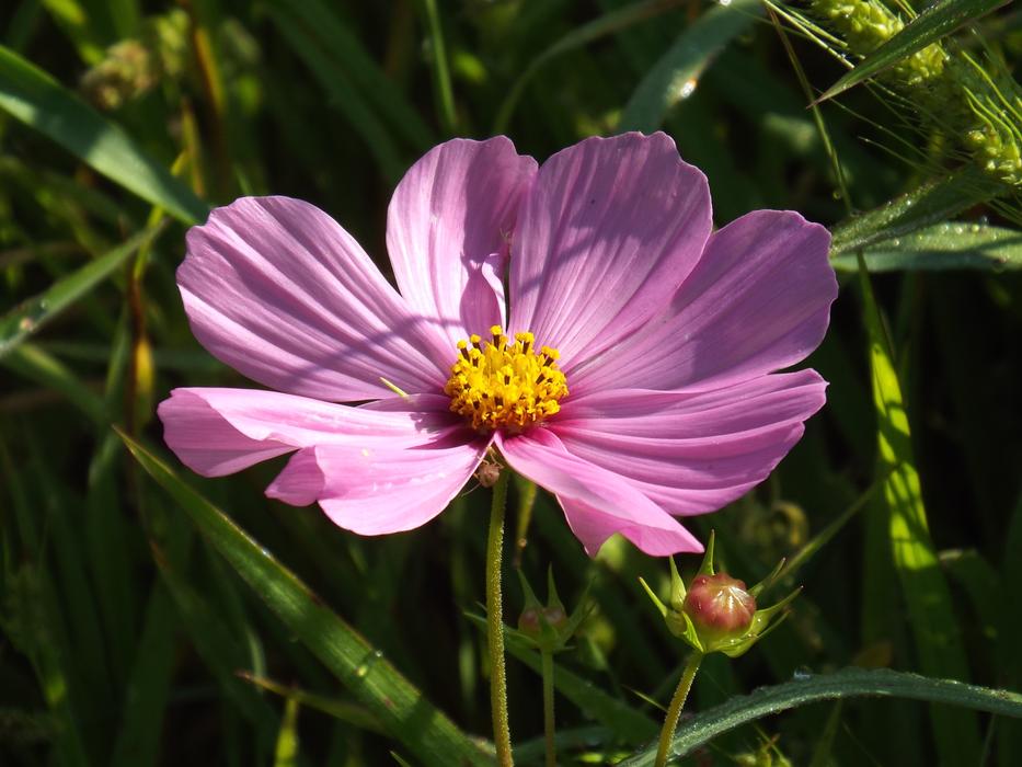 Flower in Summer