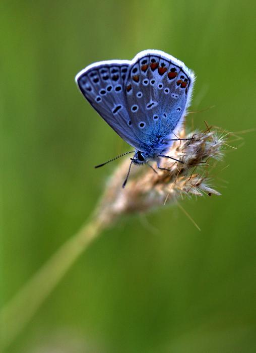 there's a butterfly on a branch