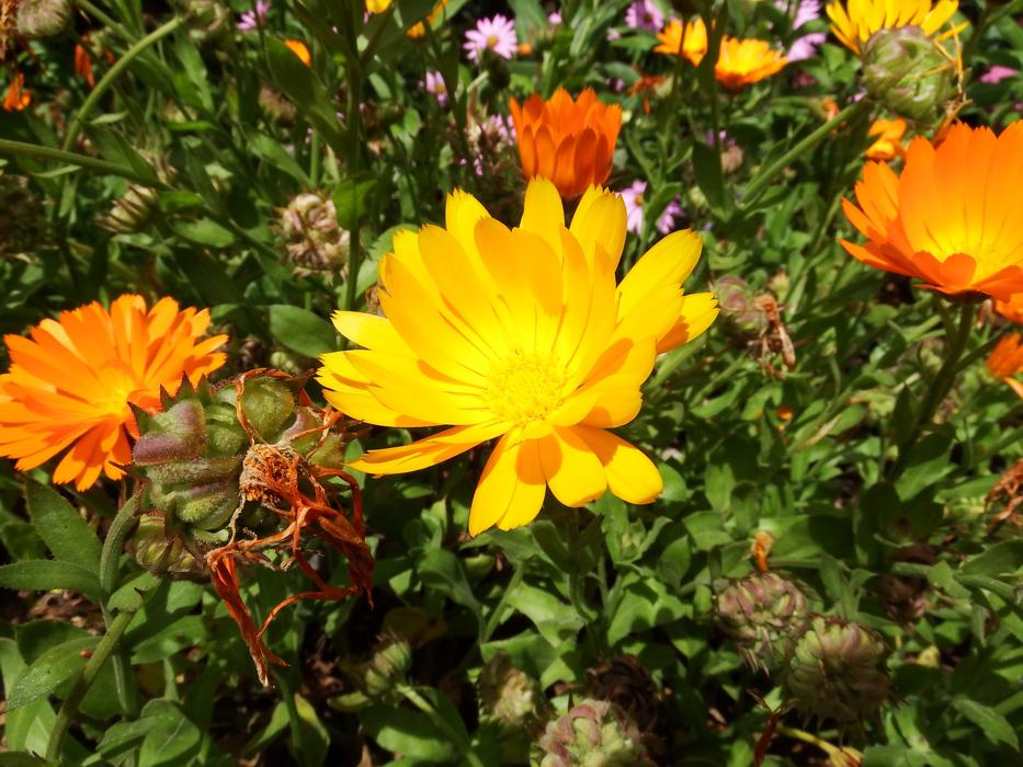 Macro Flower Orange