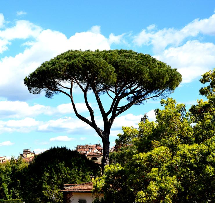Tree Large Landscape