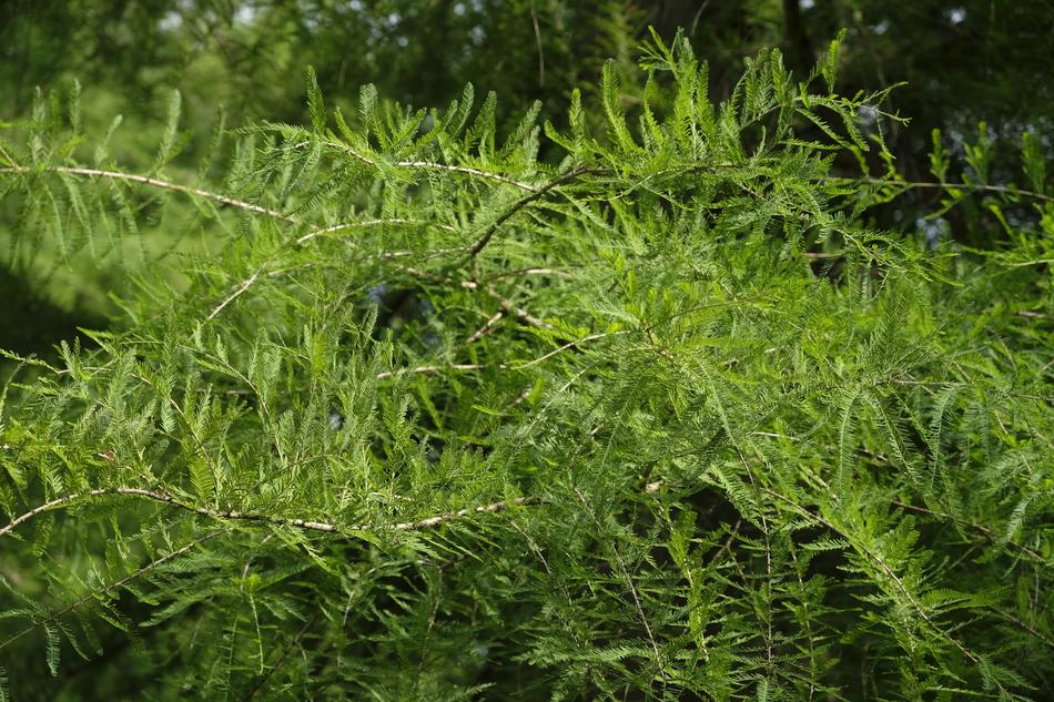 the green plants in the garden are beautiful