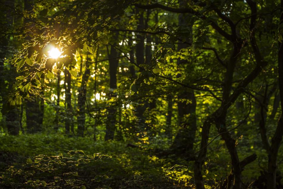 trees beautiful in the sunlight