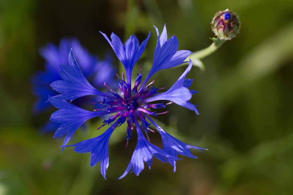blue macro flower