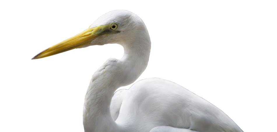 Crane Bird Bill