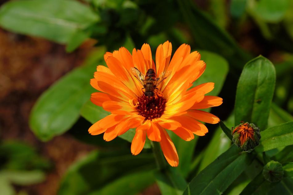 Orange Blossom in the garden