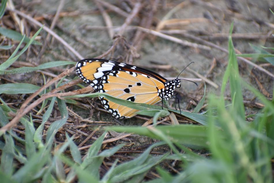 Butterfly Papilionidae Insect