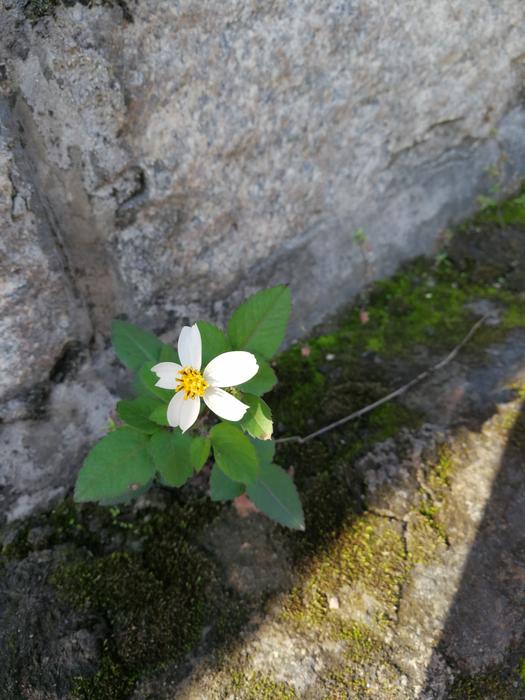 White Flower and Green Leaf