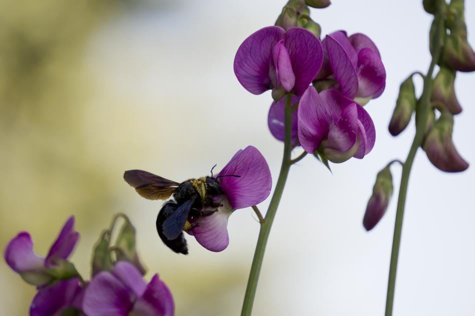 insect on purple Flowers deco