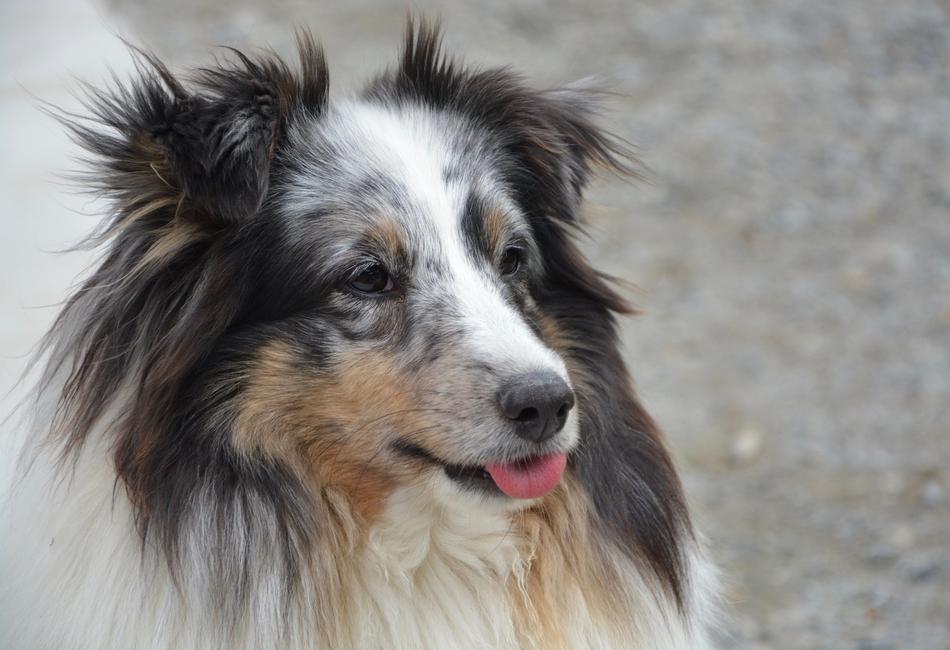 Dog Shetland Sheepdog Blue Merle