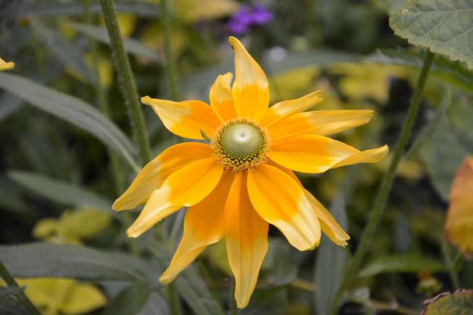 yellow flower in the garden landscape