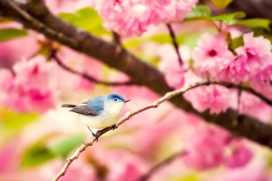 Bird Wildlife Flowers