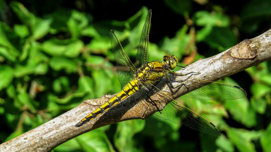 Dragonfly Macro Nature