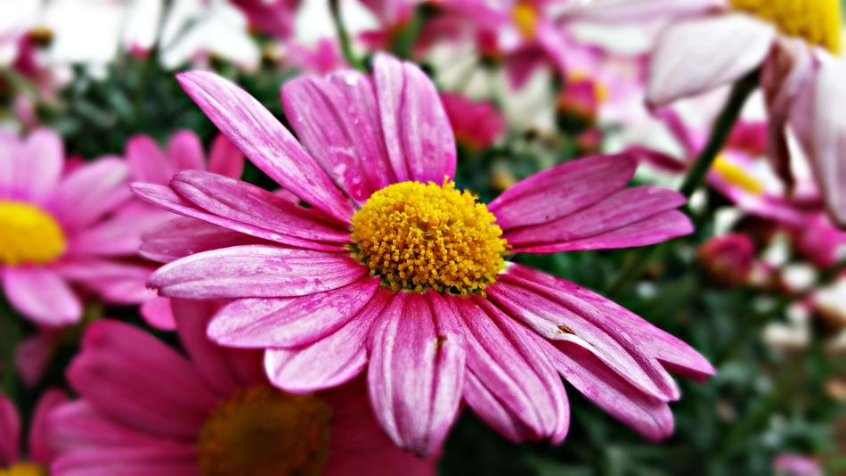 Flower Plant Nature