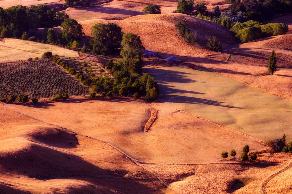 grape fields top view