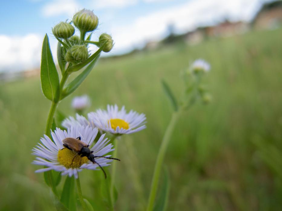 a beetle crawls on a flower