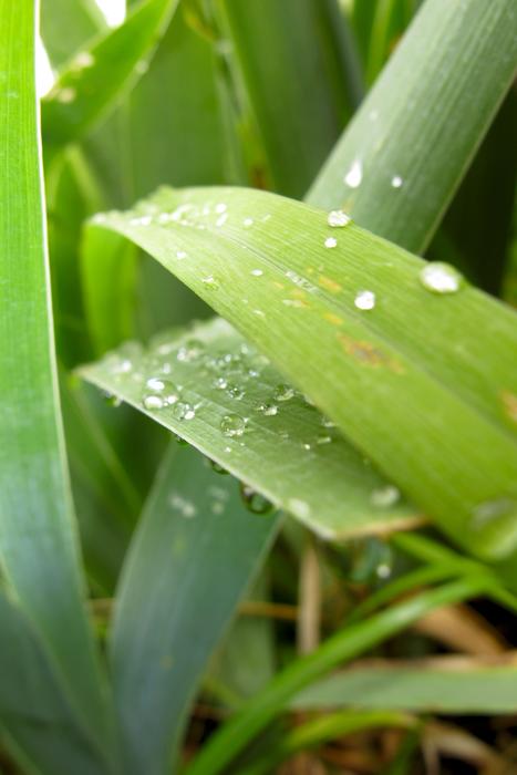 Just Add Water Plant Nature