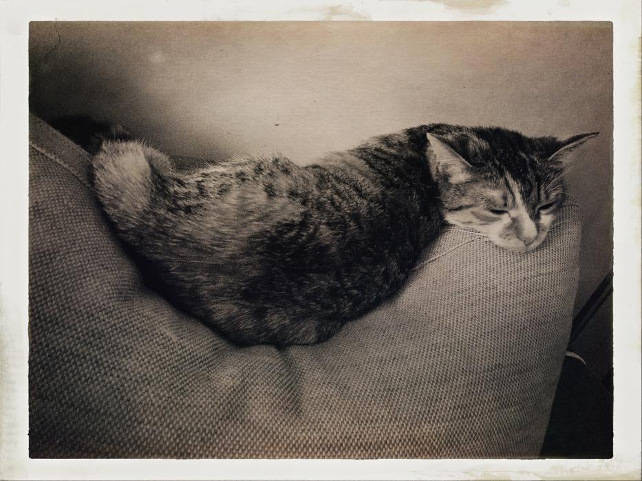Cat Vintage Retro