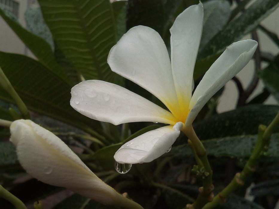 Flowers Frangipani Fragrapanti