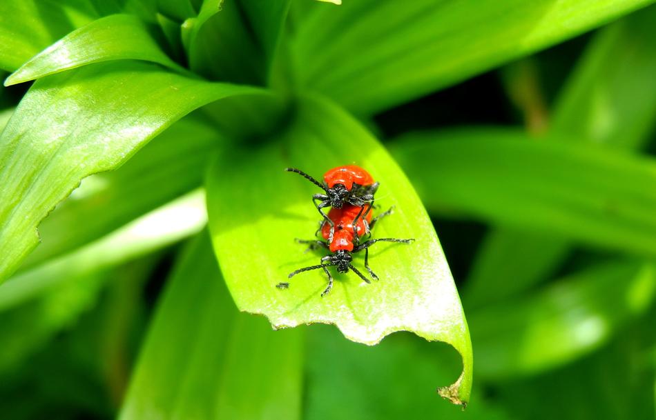 green foliage with red beetles