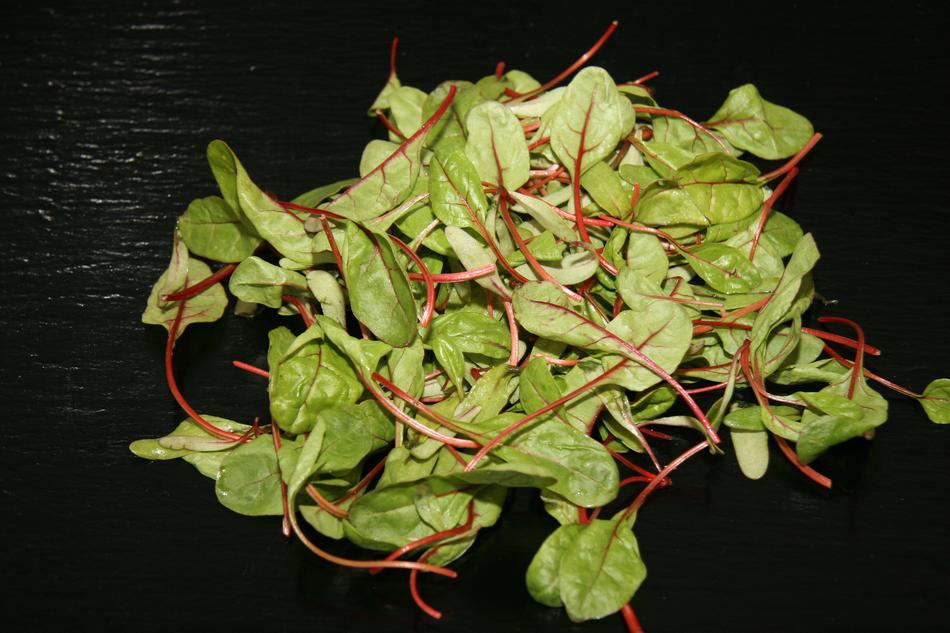 Tasty healthy lettuce leaves