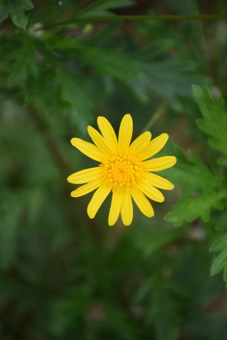 a little yellow flower in the green grass