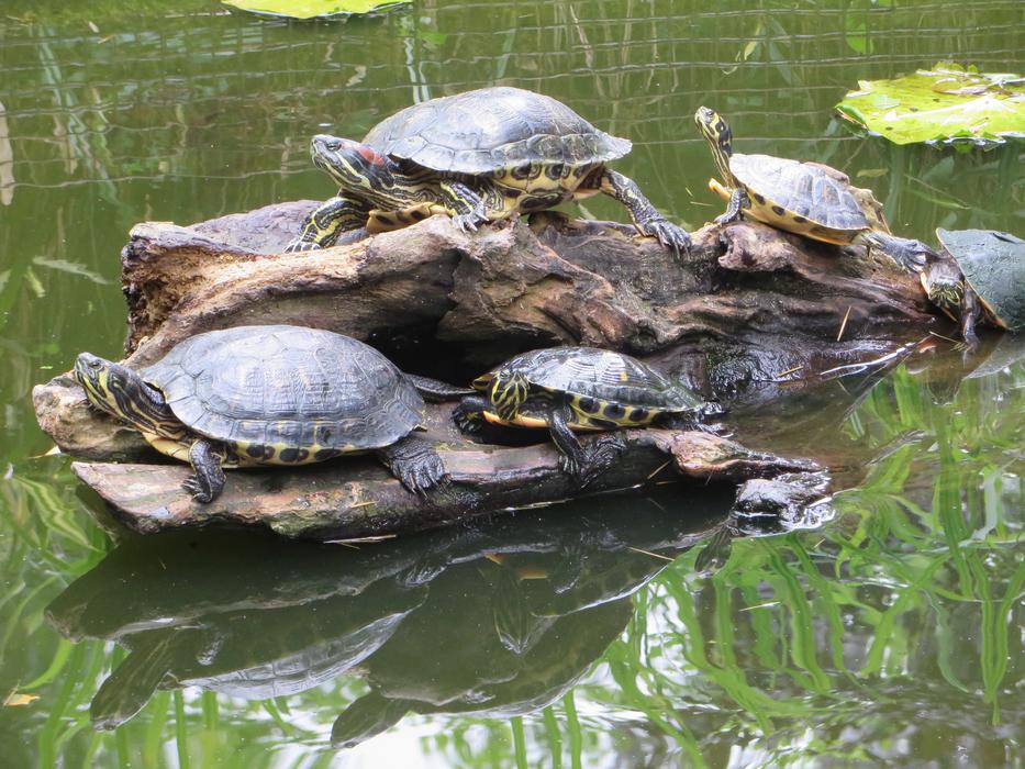 cute turtles on a log