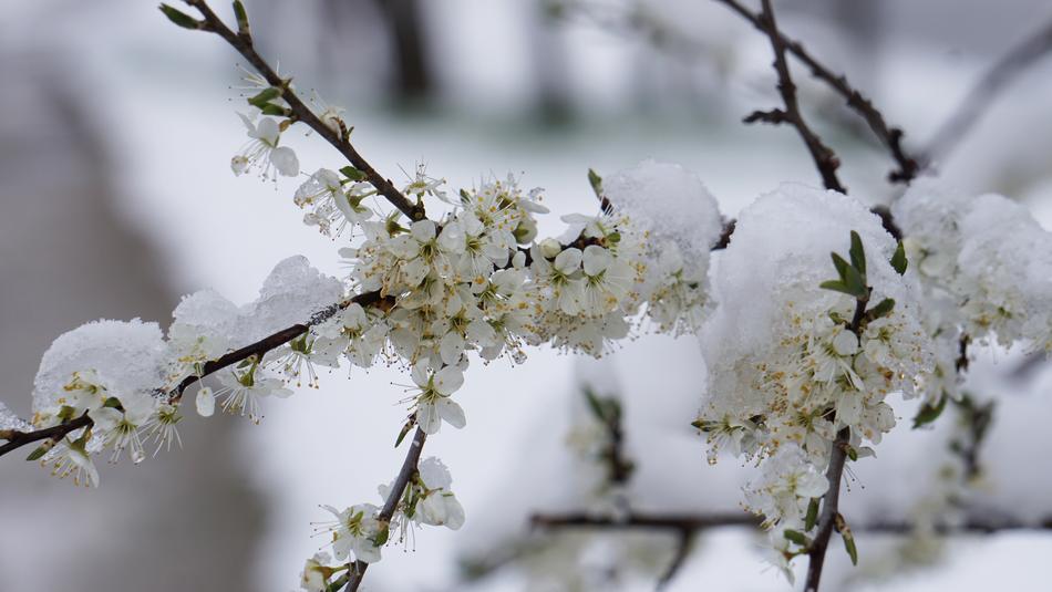 Winter Blast white Flowers