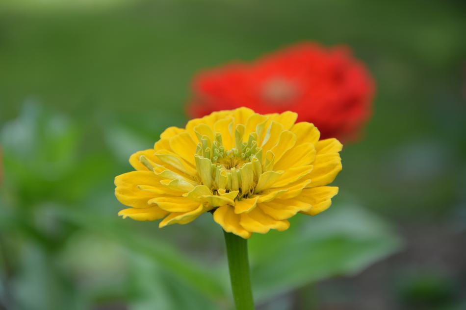 Plant Flower Yellow