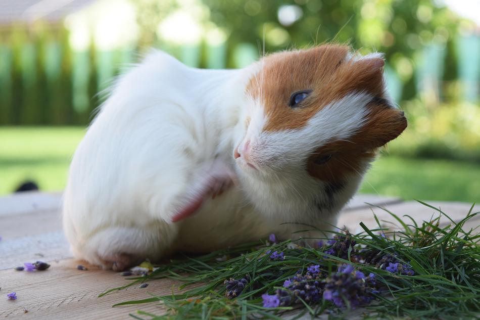 Billy Guineapig Pig