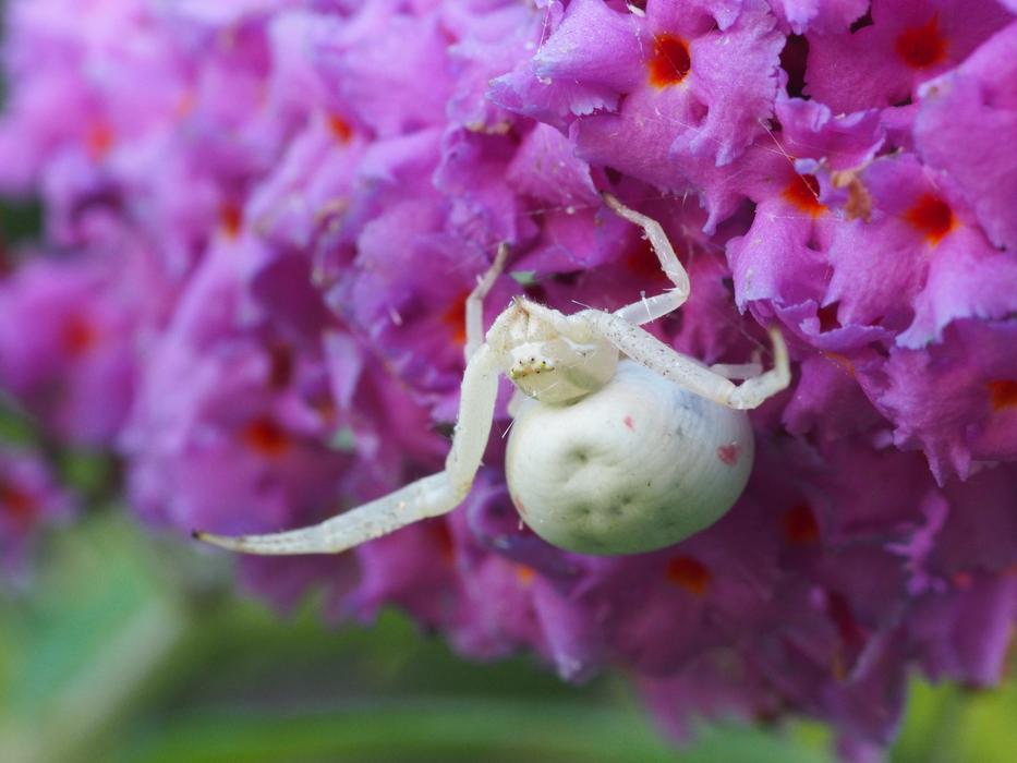 Dorsata Spider Nature