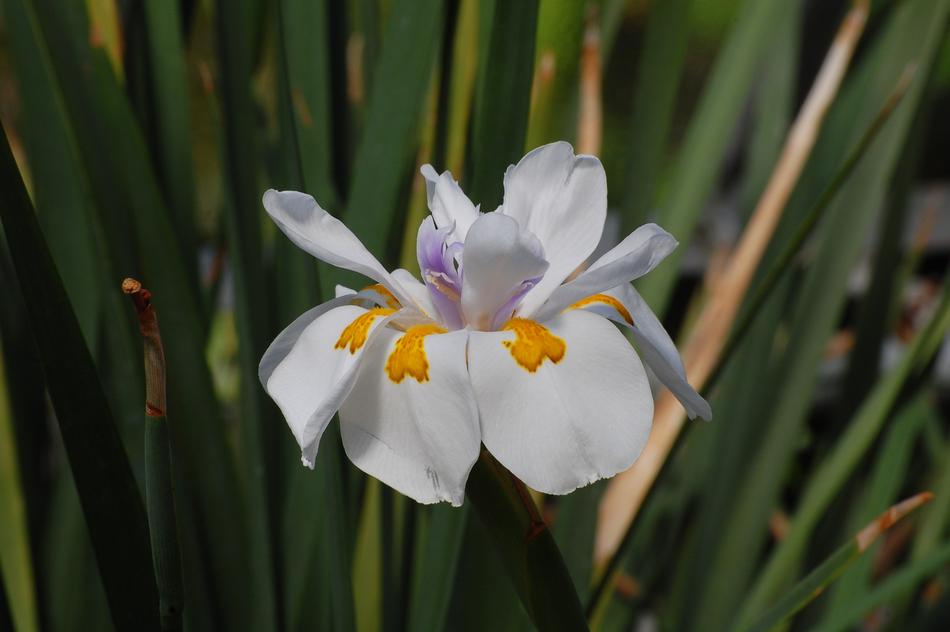 Blossomed Lily Flower