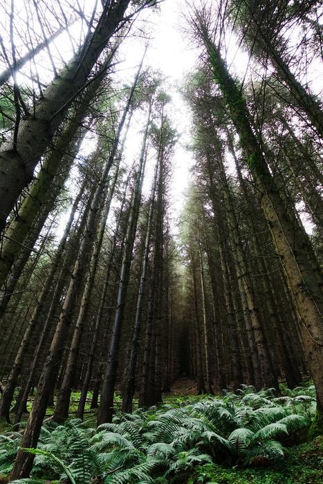 tall trees of the forest with a view of the sky