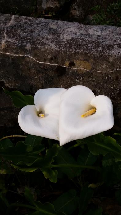 Flower Heart White