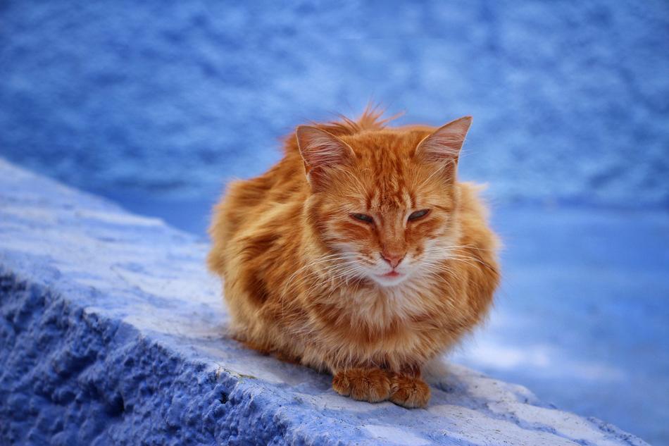 Cat Animal Blue City