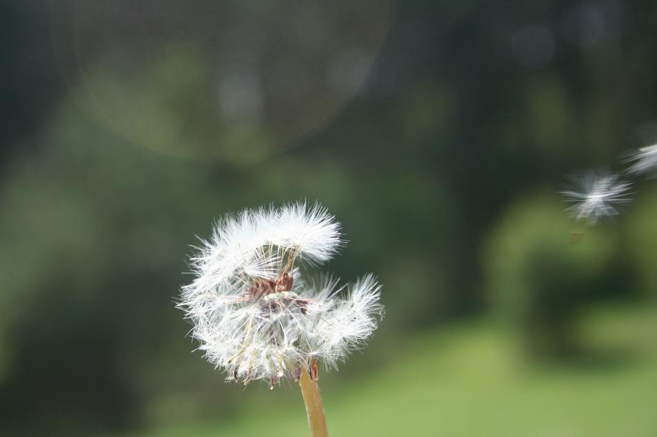 Dandelion Spring Flower