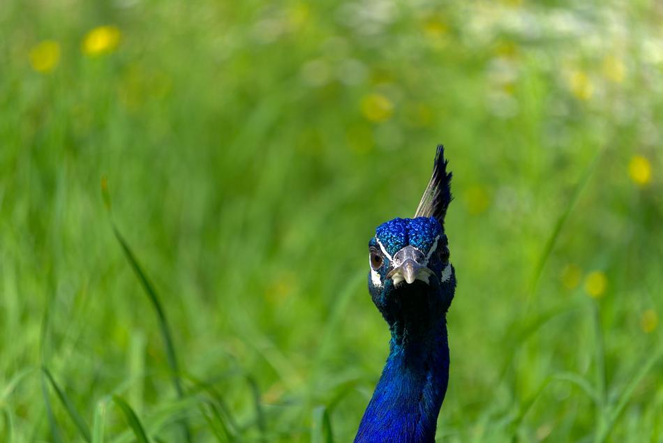 Peacock Bird Petting