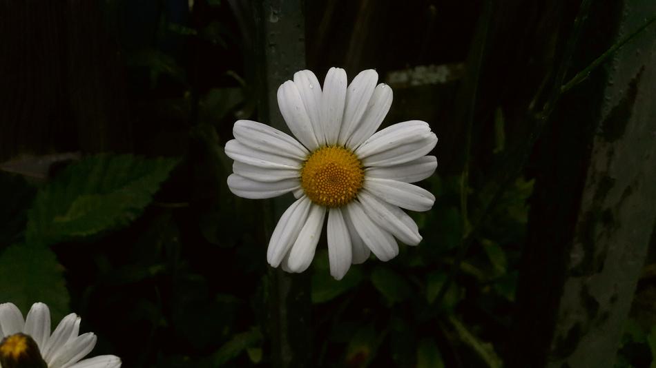 Daisy White Yellow