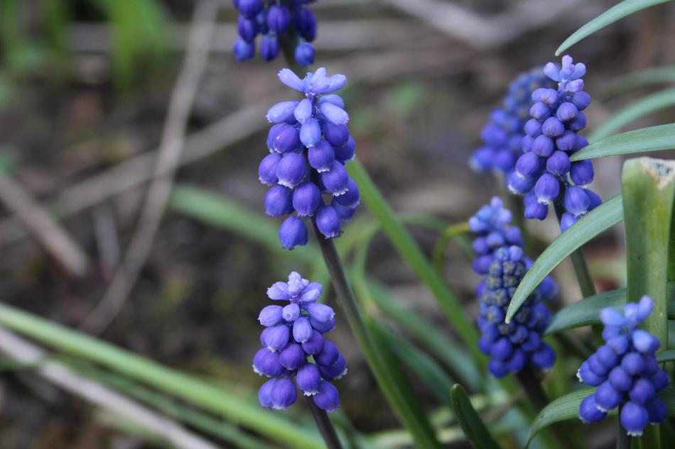 unusual flowers in the field