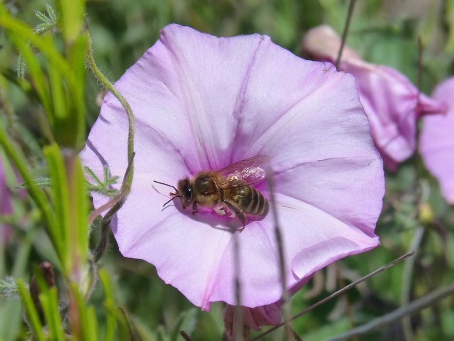 Bee Libar Flower