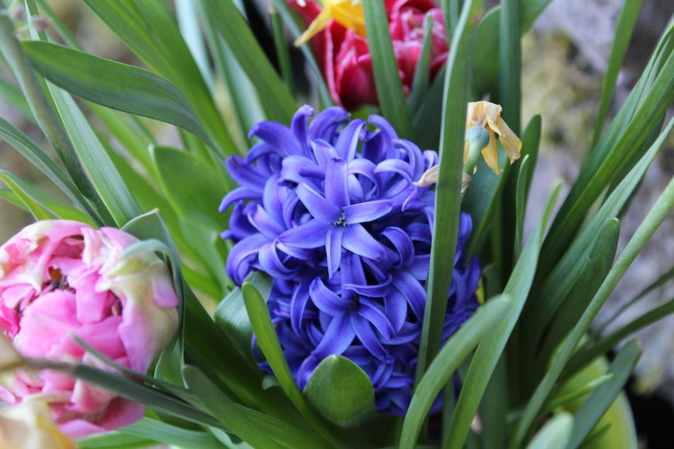 flowers on the green grass in the garden